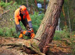 Mulching Services in Fort Shawnee, OH