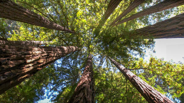 How Our Tree Care Process Works  in  Fort Shawnee, OH